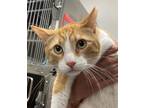 Adopt Sherman a Orange or Red Domestic Shorthair / Domestic Shorthair / Mixed