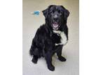 Adopt Chowder a Black Newfoundland / Mixed dog in Manitowoc, WI (41431786)