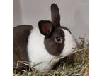 Adopt Twix a Chocolate Dutch / Mixed rabbit in Hilliard, OH (41431775)