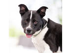 Adopt Layla a Black Mixed Breed (Large) / Mixed dog in Hilliard, OH (40917790)