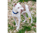 Adopt June a White American Pit Bull Terrier / Mixed dog in Mt.