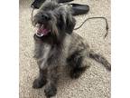 Adopt Braxton a Gray/Blue/Silver/Salt & Pepper Terrier (Unknown Type