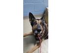 Adopt Hunter a Tan/Yellow/Fawn German Shepherd Dog / Mixed (medium coat) dog in