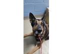 Adopt Hunter a Tan/Yellow/Fawn German Shepherd Dog / Mixed dog in Spartanburg