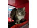 Adopt Pearl a Brown or Chocolate Domestic Longhair / Domestic Shorthair / Mixed