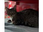Adopt Leopard a Brown or Chocolate Domestic Shorthair / Domestic Shorthair /