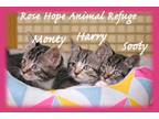 Adopt Monty, Harry and Sooty a Tiger Striped Domestic Shorthair (short coat) cat