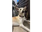 Adopt Jade a Tan/Yellow/Fawn - with White Shepherd (Unknown Type) / Mixed dog in