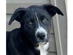 Adopt Holden LOWER FEE!! a Black - with White Husky / Labrador Retriever / Mixed