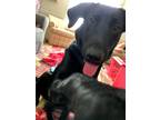 Adopt Mya a Black Labrador Retriever / German Shepherd Dog / Mixed dog in