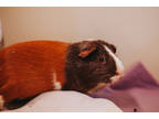 Adopt 73353a Jerry a Brown or Chocolate Guinea Pig / Guinea Pig / Mixed small
