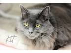 Adopt Kit a Gray or Blue Domestic Shorthair / Domestic Shorthair / Mixed cat in