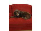 Adopt Lady a Brown/Chocolate Labrador Retriever / Mixed dog in Franklinton