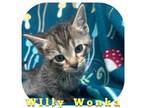 Adopt Willy Wonka a Brown Tabby Domestic Shorthair / Mixed Breed (Medium) /