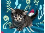 Adopt Ryder Rynn a All Black Domestic Shorthair / Domestic Shorthair / Mixed cat