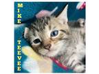 Adopt Mike Teevee a Brown Tabby Domestic Shorthair / Mixed Breed (Medium) /