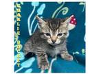 Adopt Charlie Bucket a Brown Tabby Domestic Shorthair / Mixed Breed (Medium) /