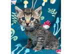 Adopt Lex Rynn a Brown Tabby Domestic Shorthair / Mixed Breed (Medium) / Mixed