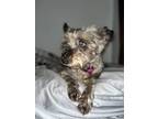 Adopt Sandy a Gray/Silver/Salt & Pepper - with Black Schnauzer (Standard) /