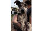 Adopt Neo Anderson a Brown/Chocolate - with White Catahoula Leopard Dog /