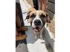 Adopt Capone a Tan/Yellow/Fawn Boxer / Mixed dog in Atlanta, GA (41431500)
