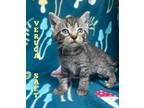 Adopt Veruca Salt a Brown Tabby Domestic Shorthair / Mixed Breed (Medium) /