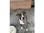 Adopt Spatula a Brindle American Pit Bull Terrier / Mixed dog in Baton Rouge