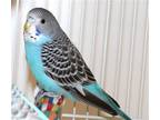 Adopt 42987 Baby Ruth a Parakeet - Other bird in Ellicott City, MD (41326731)
