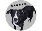 Adopt Ginger a Black Mixed Breed (Medium) / Mixed Breed (Medium) / Mixed (short