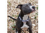 Adopt Iris a Gray/Blue/Silver/Salt & Pepper American Pit Bull Terrier / Husky /