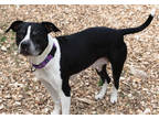 Adopt Dolores a Black American Pit Bull Terrier / Mixed Breed (Medium) / Mixed