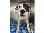 Adopt 55885476 a White American Pit Bull Terrier / Mixed dog in Baton Rouge
