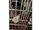 Adopt Luci* a Black American Pit Bull Terrier / Mixed dog in Baton Rouge