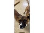Adopt Paul a Tan/Yellow/Fawn Boxer / Mixed dog in St. Anne, IL (41431144)