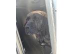 Adopt 55894847 a Brindle Cane Corso / Mixed dog in Fort Worth, TX (41431470)