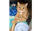Adopt Dennis a Orange or Red Domestic Shorthair / Mixed Breed (Medium) / Mixed