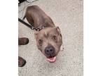 Adopt Frank a Gray/Blue/Silver/Salt & Pepper Mixed Breed (Medium) / Mixed dog in