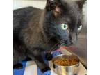 Adopt Fuego a Bombay / Mixed (short coat) cat in Portland, IN (41431588)