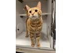 Adopt Yupi a Domestic Shorthair / Mixed (short coat) cat in Neosho