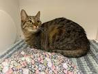 Adopt Xena a Domestic Shorthair / Mixed (short coat) cat in Neosho
