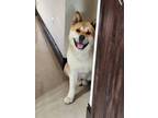 Adopt Lady Lola a Red/Golden/Orange/Chestnut - with White Akita / Mixed dog in