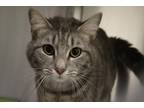 Adopt Petal a Brown Tabby Domestic Shorthair / Mixed Breed (Medium) / Mixed