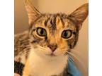 Adopt Aunt Bee a Brown Tabby Domestic Shorthair / Mixed Breed (Medium) / Mixed