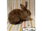 Adopt Froot Loop a Tri-color Satin / Mixed (short coat) rabbit in Gwinn