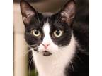 Adopt Cleo a All Black Domestic Shorthair / Domestic Shorthair / Mixed cat in
