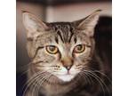 Adopt Elodie a Brown or Chocolate Domestic Shorthair / Domestic Shorthair /