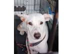 Adopt Tootsie a White Terrier (Unknown Type, Medium) / Mixed Breed (Medium) /