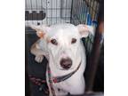 Adopt Tootsie a White Terrier (Unknown Type, Small) / Mixed dog in West Memphis