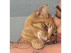 Adopt Veggie a Orange or Red Domestic Shorthair / Domestic Shorthair / Mixed cat