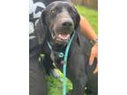 Adopt Yolo (Main Campus-Waived Fee) a Black Hound (Unknown Type) / Mixed Breed